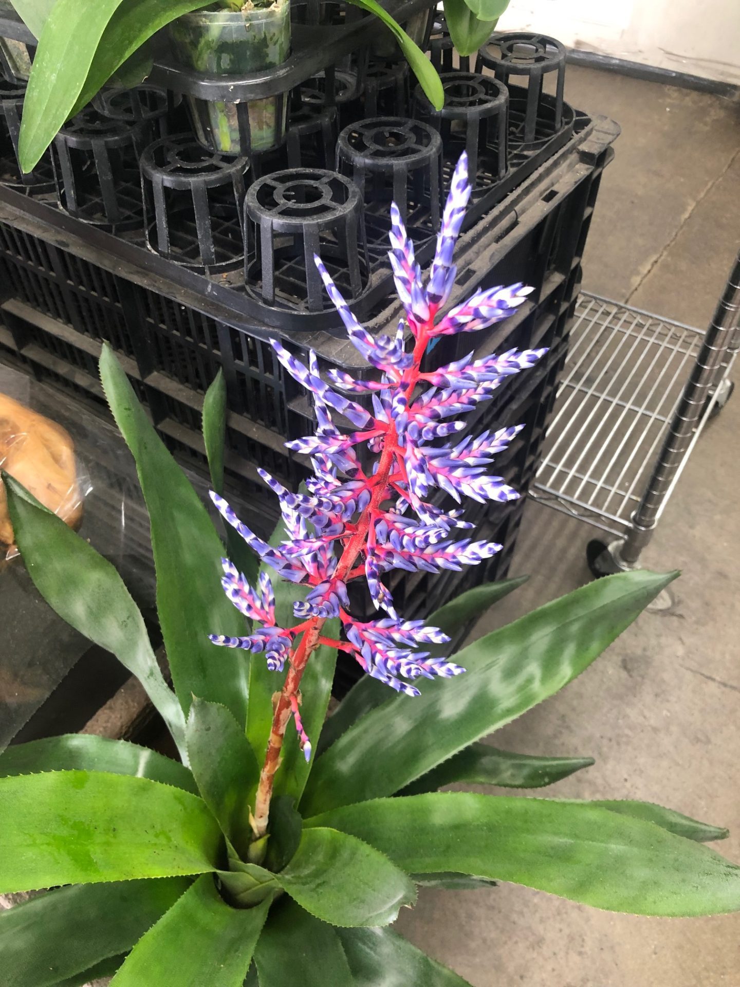 LA Flower Market Unique Plants