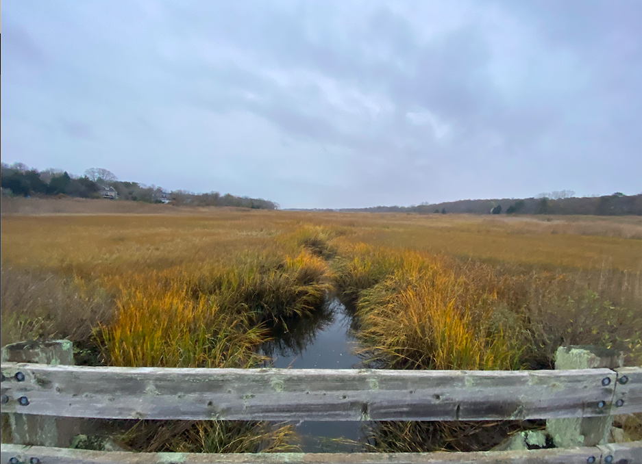 Marshes in Cape Cod 